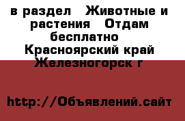  в раздел : Животные и растения » Отдам бесплатно . Красноярский край,Железногорск г.